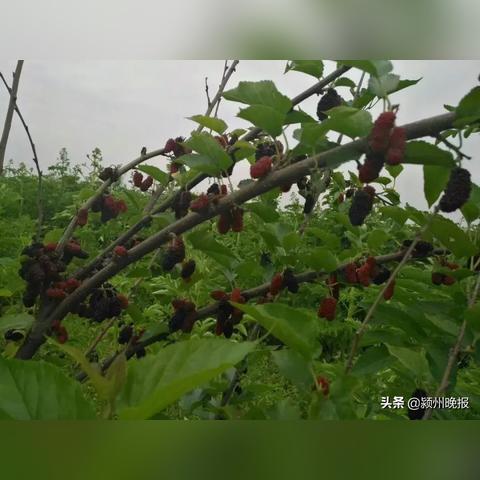 阜阳天气，四季流转间的平原生活