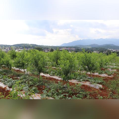 阜阳天气，四季流转间的平原生活
